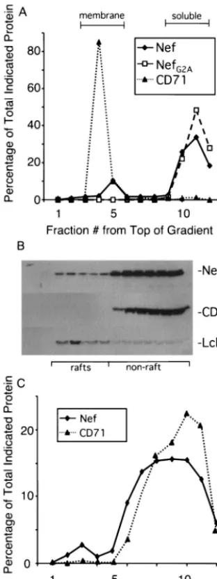 Figure 2B shows a Western blot of extracts of SupT1 cells