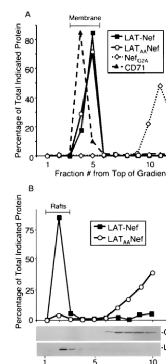 FIG. 2. LAT-Nef and LATNef and their expected subcellular destination. These constructs werebuilt into vectors with expression driven by either the simian cytomeg-alovirus immediate-early promoter or the chicken actin promoter; 210AA-shown for LAT-Nef is a