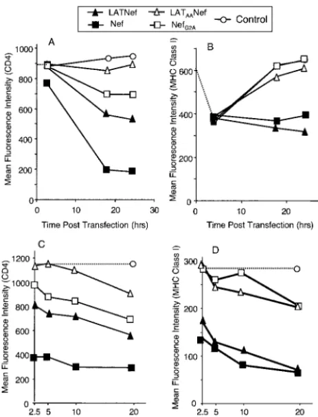 FIG. 5. Functional differences between LAT-Nef and LAT-NefCD4 or class I MHC after 24 h