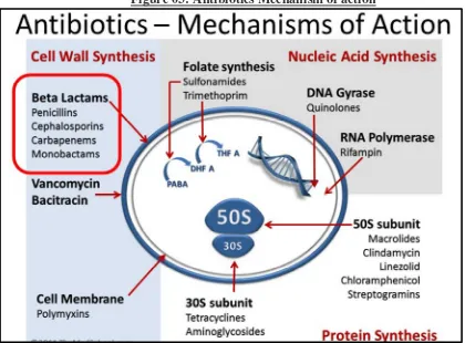 Figure 03: Antibiotics Mechanism of action 