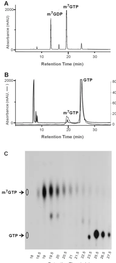FIG. 8. Production of mGTP by H68A. (A) Reactions containingenzyme intermediate. The reaction products were analyzed by TLC.(B) The fraction of conversion was determined by comparing the amountsof [AdoMet, AdoHcy, MgClH68A, [nations, as indicated in the re