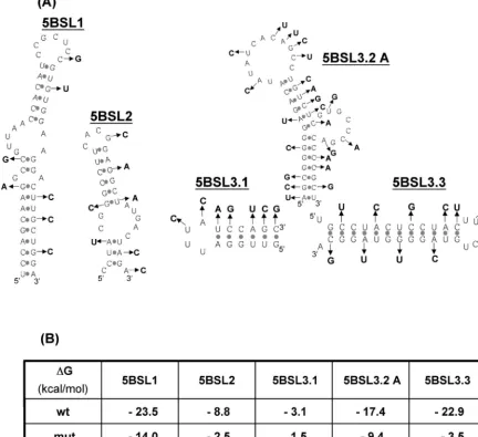 FIG. 2. Targeting of each stem-loop structure by site-directed mutagenesis. (A) Predicted RNA secondary structures and the mutations thatwere introduced