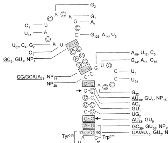 FIG. 4. Analysis of conserved nucleotides and covariant base pairs in 5BSL3.2. The sequence and predicted secondary structure of the parentalreplicon [Con1/SG-Neo (I)] were compared to 208 sequences from GenBank