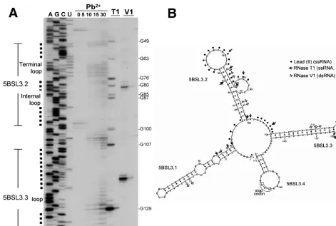 FIG. 5. RNA structure probing of the 5BSL3 cruciform. (A) Primer extension analysis of RNA treated with RNase T1M urea denaturing gel