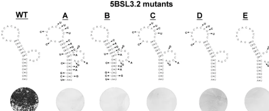 FIG. 6. Genetic analysis of mutant subgenomic replicons targeting the 5BSL3.2 structure