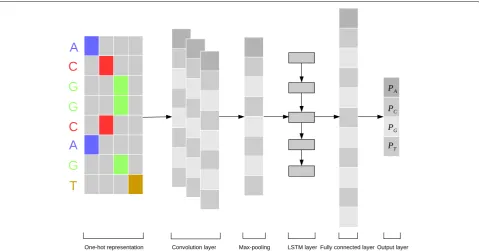 Fig. 1 The architecture of the DeepDNA model. Firstly, the input genome sequence is transformed into one-hot 4-dimensions bit matrix;A convolution layer activated by a rectified linear units acts as a local feature extractor, its output is a matrix with column matrix of the convolutionfilter and the row matrix of the position in the input sequence; A max-pooling procedure is used to reduce the size of the output matrix and onlypreserve the main features; The subsequent Long Short-Term Memory network (LSTM) layer is considered as acting the role of capturing sequencelong-term features; A flattened fully connected layer is to collect LSTM outputs; The last layer performs a sigmoid non-linear transformation to avector that serves as probability predictions of the sequence base