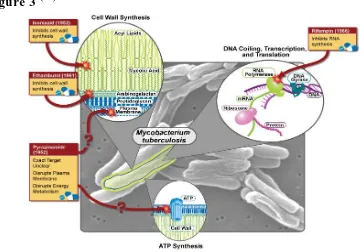 Figure 3 (18)  