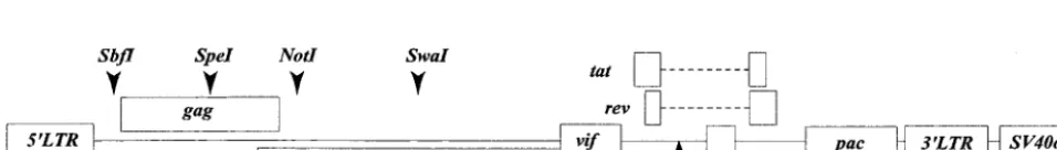 TABLE 1. Characteristics of ﬁve HIV-1-infected donorsa