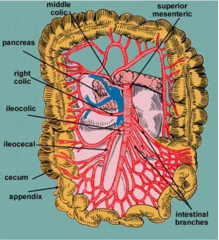 Fig.1 Superior Mesenteric Artery and its branches 
