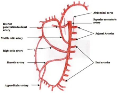 Fig.2  Superior Mesenteric Artery and its branches 