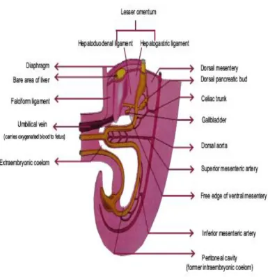 Fig.3a  Superior Mesenteric Artery – Artery of Midgut 