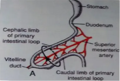 Fig.3b  Superior Mesenteric Artery – Artery of Midgut 