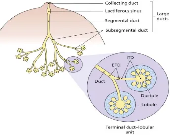 Fig 1(A)-Diagramatic representation of Terminal Ducto-lobular unit 