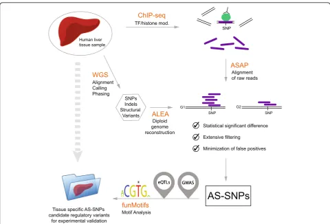 Figure 1 represents the blueprint of this study where weused ChIP-seq data and genomic sequence of a humanliver sample to search for AS-SNPs