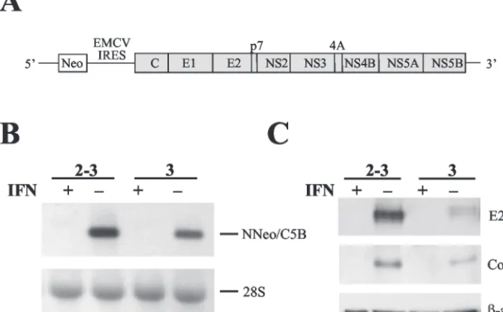 FIG. 1. Elimination of replicating N-Neo/C5B RNAs by IFN-�HCV IRES drives expression of the neomycin resistance gene (Neo) as a selectable marker