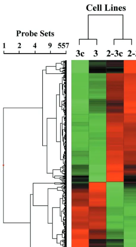 FIG. 3. Affymetrix microarray proﬁling of mRNA transcripts incells containing replicating NNeo/C5B RNA