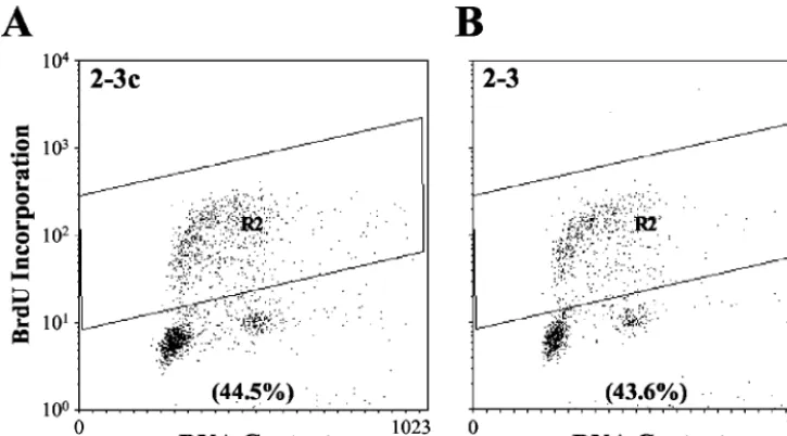 FIG. 4. Flow cytometry determination of the S-phase distribution of asynchronously growing Huh7 2-3c cells (A) and clonally related 2-3 cells(B) containing replicating, full-length HCV RNA