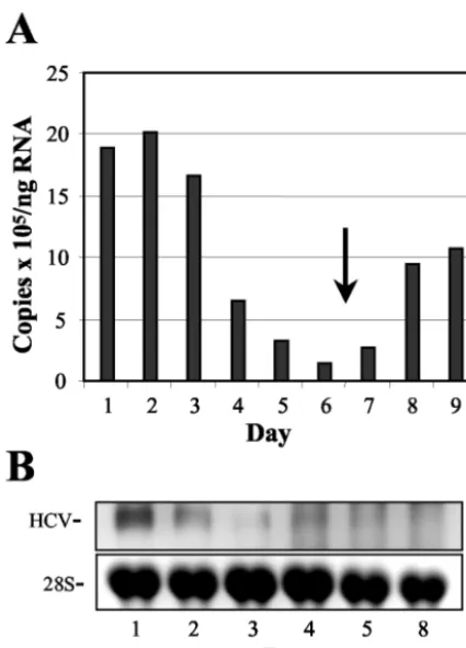 FIG. 6. HCV RNA abundance declines in Huh7 2-3 cells as cellsreach conﬂuence. (A) Real-time RT-PCR quantitation of HCV RNA