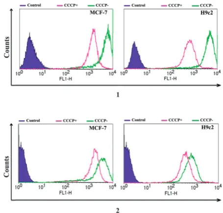 Fig. 3Flow cytometry studies of 1 and 2 in MCF-7 (left) and H9c2 (right) cellswithout (green) and with (pink) the presence of mitochondrial membranedepolarising agent (CCCP) to assess mitochondrial membrane potential uptake.