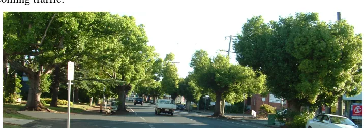 Figure 4.6 Example of Trees reducing visibility on a local street. 
