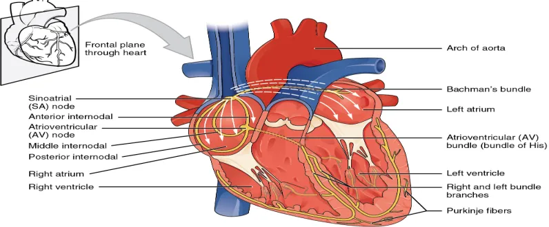 Figure 2.3: An interior view of the frontal section of the human heart [64]