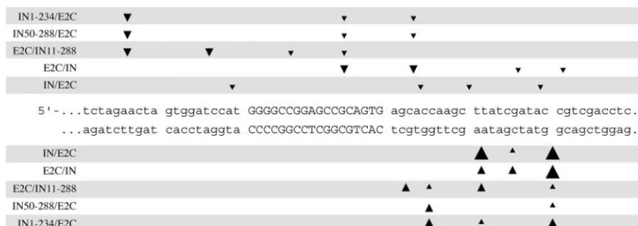 FIG. 8. Positions of preferred integration sites of various HIV-1 integrase-E2C fusion proteins