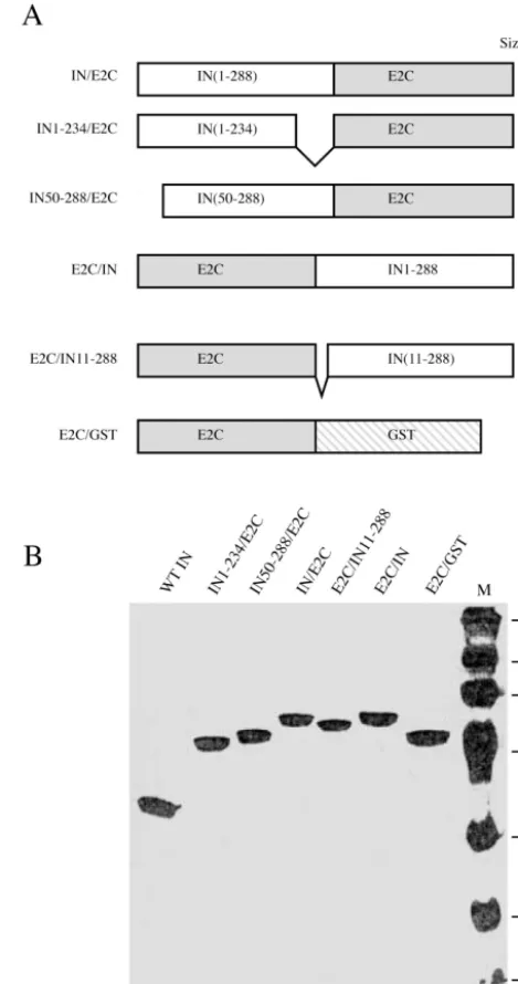 FIG. 1. (A) Primary structures of HIV-1 integrase and E2C fusionproteins. Open and shaded boxes represent the peptides derived from