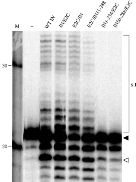 TABLE 2. Summary of in vitro activities of HIV-1 integrase andE2C fusion proteins