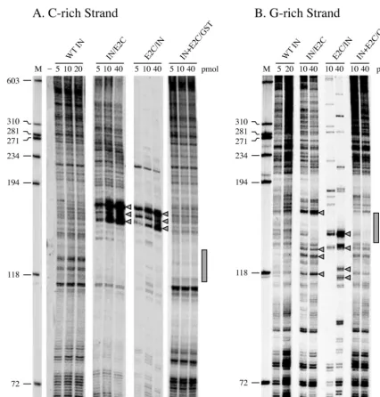 FIG. 5. Selection of target sites by wild-type HIV-1 integrase or fusion proteins containing HIV-1 integrase and E2C