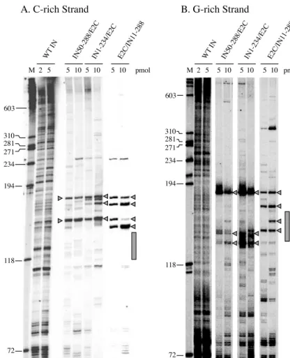 FIG. 6. Integration site usage of E2C fusion proteins containing N- or C-terminal-truncated HIV-1 integrase