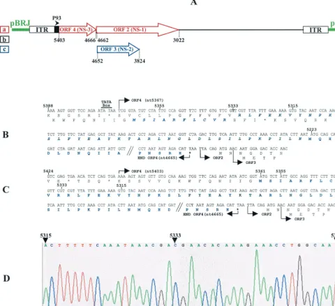 FIG. 1. (A) Organization of the JcDNV sequence cloned in pBRJ showing the strand encoding the NS polypeptides NS-1, NS-2, and NS-3under control of the P93 (map unit 93 of the viral sequence) promoter