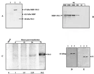 FIG. 6. Immunodetection of NS proteins. (A) Detection by Western blot of puriﬁed MBP–NS-3 fusion protein (lane 2) or NS-3 protein alone afterdigestion with factor Xa (lane 3) by using a 1/250 dilution of the anti-NS-3 polyclonal antiserum prepared against a 17-mer synthetic oligopeptide as