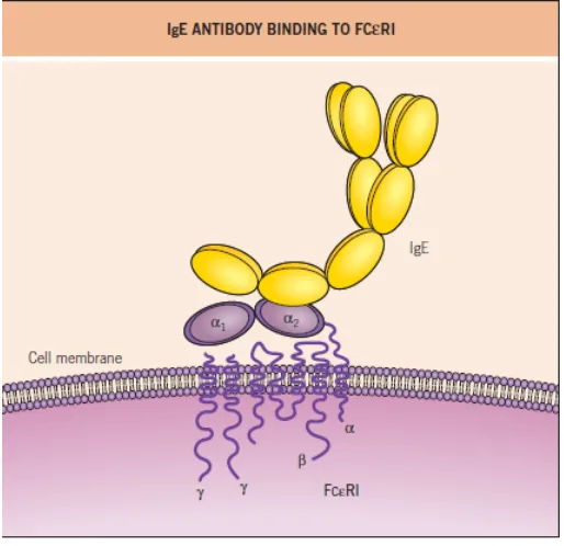 Fig 2. Mast Cell Dependent Mechanism