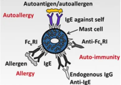 Fig 7. Various Mechanisms of Auto Immune Urticaria