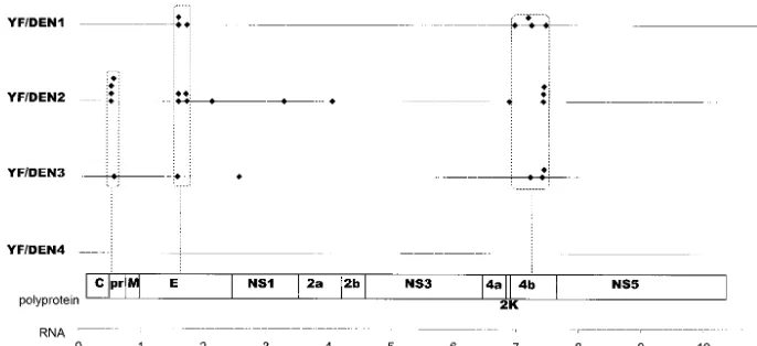 FIG. 2. Clustering of beneﬁcial amino acid changes in the four ChimeriVax-DEN chimeras that accumulated in all cloned and uncloned virusesduring genetic stability passages