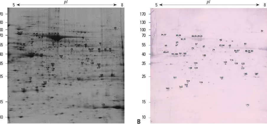 Fig. 1. Autoantigenic proteins visualized by 2-D immunoblotting derived from human gastric mucosa