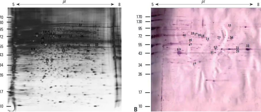 Fig. 2. Autoantigenic proteins visualized by 2-D immunoblotting derived from AGS cells