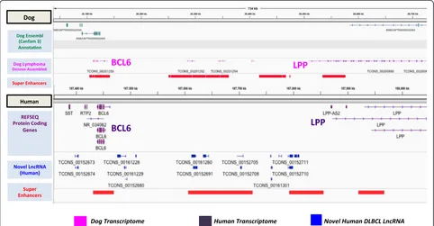 Fig. 8 Cross-species identifies conserved lncRNA transcription between dog and human lymphomas