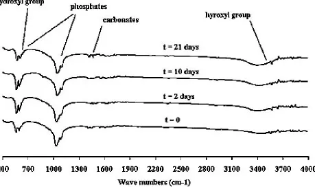 Figure 3. Typical FTIR spectra for the plasma sprayed HA coatings before (t = 0) and after 2, 10 and 21 days soaking in SBF at 37°C 