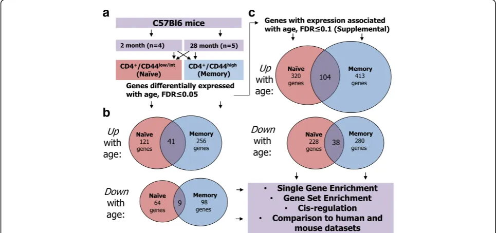 Fig. 1 Overview of experimental design and results.genes differentially expressed with an FDR a Naïve (CD4+/CD44low/int) and memory (CD4+/CD44 high) CD4 T cells were isolated from 4young and 5 aged mice by FACS, and global gene expression levels were measu