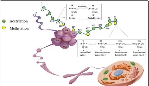 Fig. 1 Schematic presentation of a nucleosome. A nucleosome functions as the fundamental packing unit of chromatin, with a stretch ofdouble-stranded DNA wrapped around a histone octamer of two H2A–H2B dimers and a (H3–H4) 2 tetramer