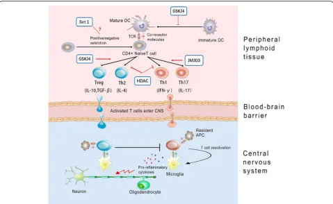Fig. 2 A model of immune mechanism in MS. Cascade of events possibly underlying autoimmunity-related demyelination in MS and putativemechanisms of action of histone-modifying enzyme inhibitors are demonstrated