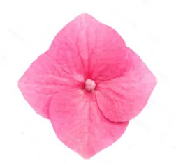 Figure 8: Reference for individual flower of                 hydrangea