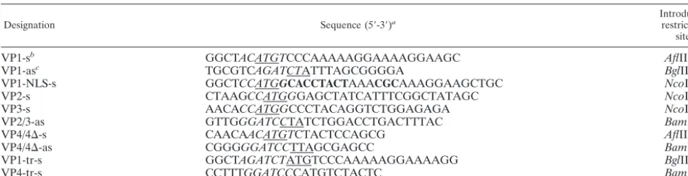 FIG. 1. Schematic presentation of the method used for the generation of recombinant inﬂuenza viruses
