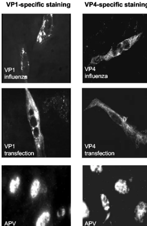 FIG. 3. Subcellular localization of VP1 and VP4 in CE cells, dem-onstrated by indirect immunoﬂuorescence using a monoclonal anti-