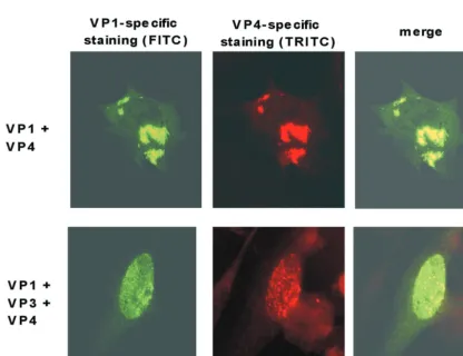 FIG. 4. Subcellular localization of VP1 and VP4 after expression of VP1 (lane 1) or VP4 (lane 2) or after coexpression of different combinationsof VP1, VP3, and VP4 (lanes 3 to 6) in CE cells