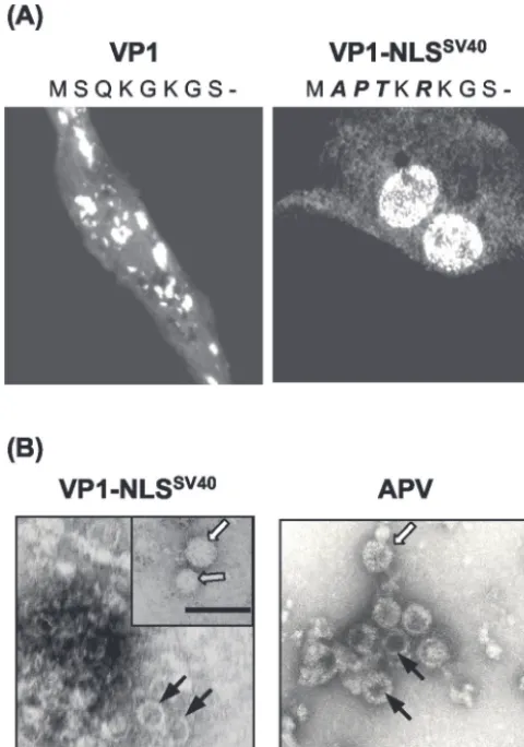 FIG. 8. Analysis of the subcellular localization of VP1-NLSSV40and VLP formation. (A) Immunoﬂuorescent staining of CE cells 8 hafter infection with VP1- or VP1-NLSdensity gradient centrifugation