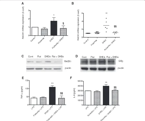 Fig. 1 The anti-androgen flutamide prevents DHEA-induced effects.24 h.n**Western blots are reported