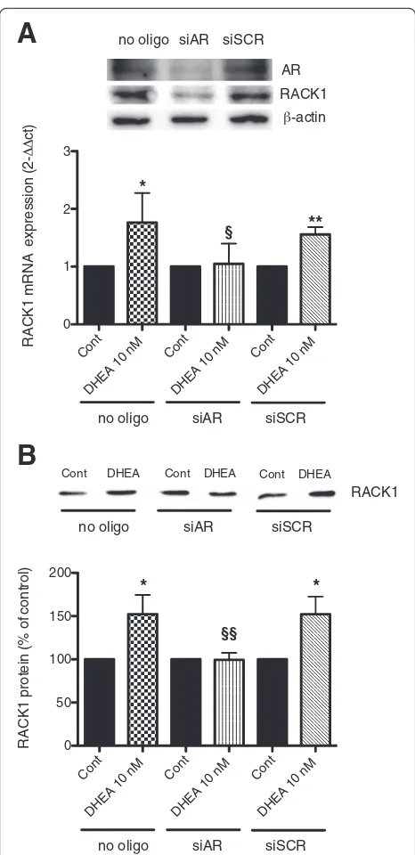 Fig. 4 AR silencing prevents DHEA-induced RACK1 expression. THP-1cells were transfected with transfection reagent alone (no oligo) orwith siRNA (60 nmol) targeted to AR (siAR) or with control siRNA (scr).After 48 h, extracts were prepared for Western blot 