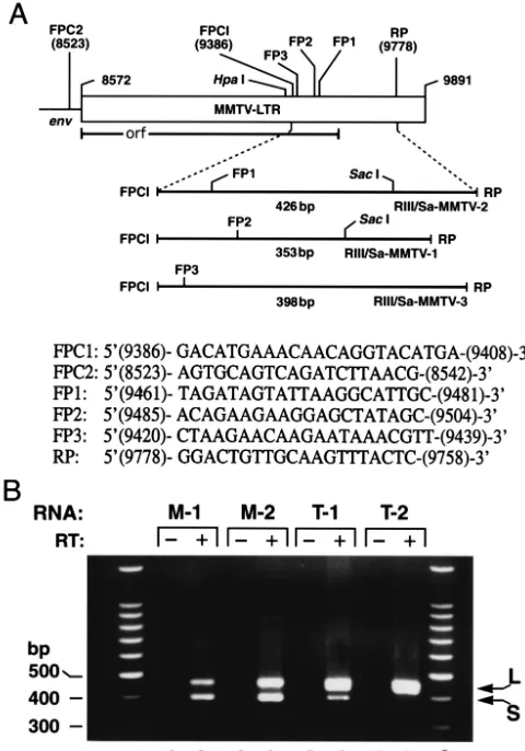 FIG. 1. (A) Schematic diagram showing a small segment of the envgene and the entire LTR domain of BR-6 MMTV (25)